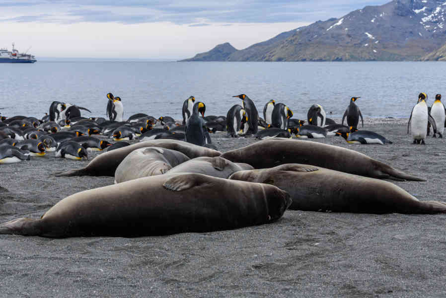 Elefante Marino - islas Georgias del Sur 30.jpg